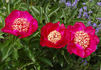 Barrington Belle peony photo