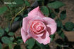 Bonnie Sky™ rose photo