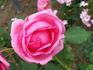 Country Doctor rose photo