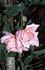 Madame Segond Weber, Cl. rose photo