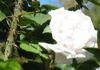 Nova Zembla rose photo