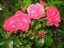 Anadia ® rose photo