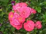 Anadia ® rose photo