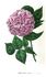 Madame Souchet rose photo