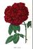 Souchet rose photo