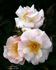 Loyal Friend rose photo