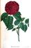Eugénie Baudin rose photo