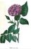 Julie Paillet rose photo