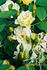 Lemon D rose photo