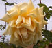Dr. Brownell rose photo