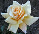 Dr. Brownell rose photo