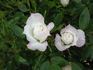 Bambino rose photo
