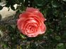 Angela Rippon ® rose photo