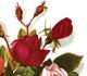 Duchess of Edinburgh rose photo