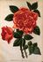 Archiduchesse Maria Immaculata rose photo
