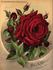 Alfred K. Williams rose photo