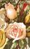 Baronne Henriette de Loew rose photo