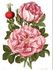 Souvenir de Christophe Cochet rose photo
