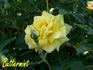 Buttermint ™ rose photo