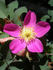 <i>Rosa glauca</i> X <i>Rosa pendulina</i> rose photo