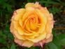Alexandra ® rose photo