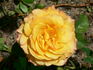 Alexandra ® rose photo
