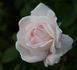Nova Zembla rose photo