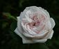 Nova Zembla rose photo