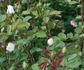 Nova Zembla rose photo