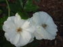 Summer Snow rose photo