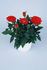 Amore Kordana all / any photo