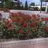 Andalusien ® rose photo