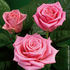 Ballerina rose photo
