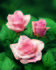 Cadillac ® rose photo