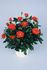 Calibra Kordana rose photo