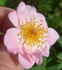 92-06-02 rose photo