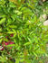 92-06-02 rose photo