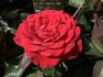 Amore Kordana rose photo