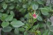 Hime rose photo