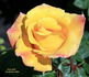 Aztec Gold rose photo