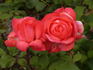 Waanrode rose photo