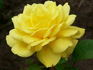 Bruocsella ® rose photo