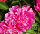 First Lady peony photo