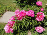 First Lady peony photo