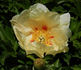 Viking Full Moon peony photo