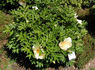 Viking Full Moon peony photo