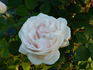 Souvenir de Christophe Cochet rose photo