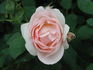 Huntington's Hero rose photo