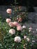 Antigua rose photo