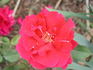 Baden-Baden rose photo